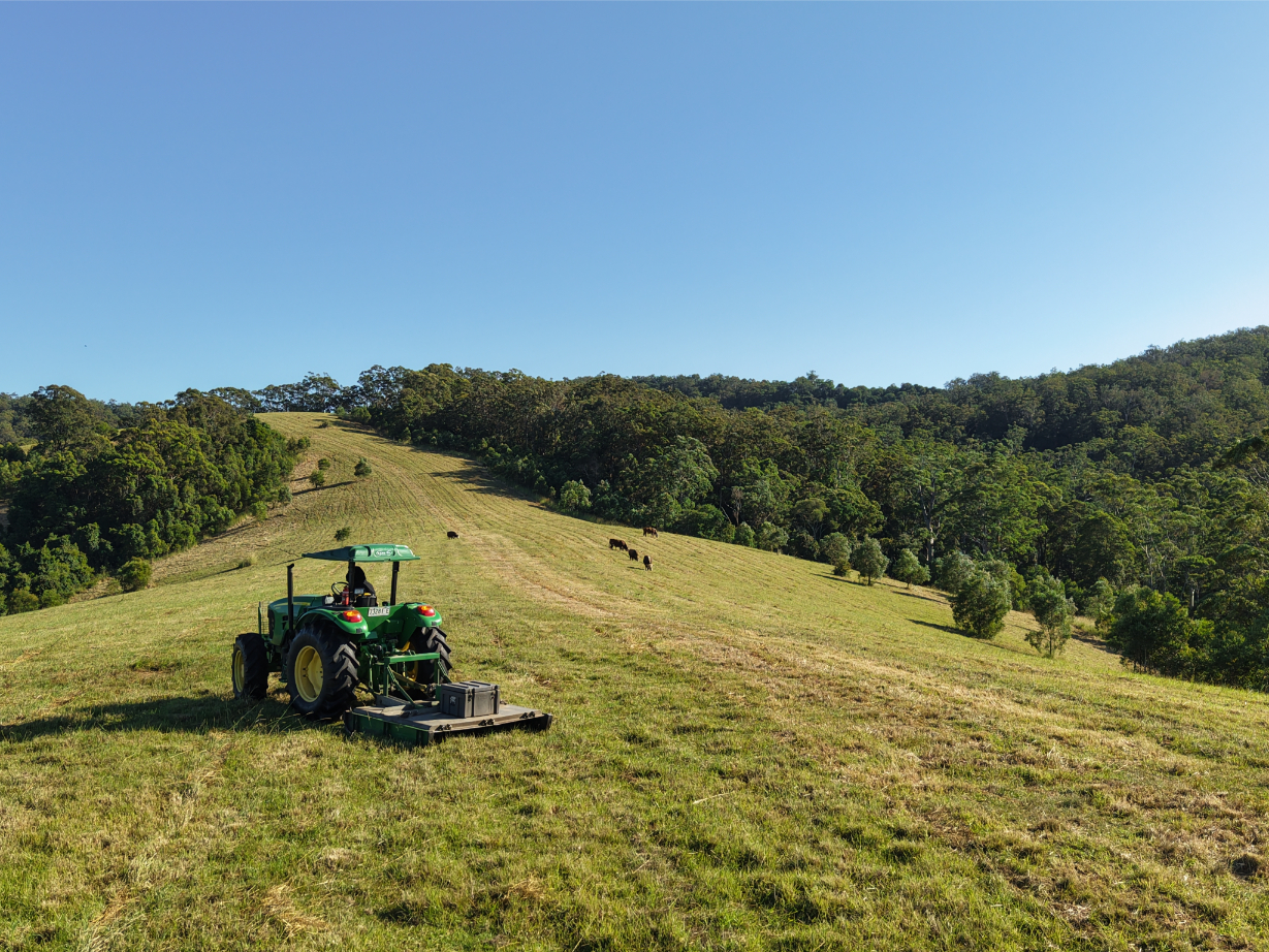 A green tractor drives across a grassy hill under a clear blue sky in Nabiac, showcasing expert acreage mowing and rural slashing, whilst a few cows graze nearby and dense forest lines the background.